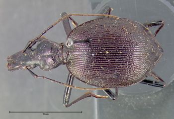Media type: image;   Entomology 16430 Aspect: habitus dorsal view